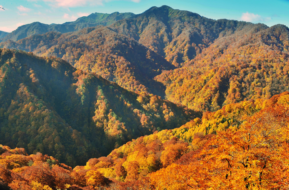 白神山地の紅葉2015見頃、おすすめツアー: 紅葉見頃情報2015